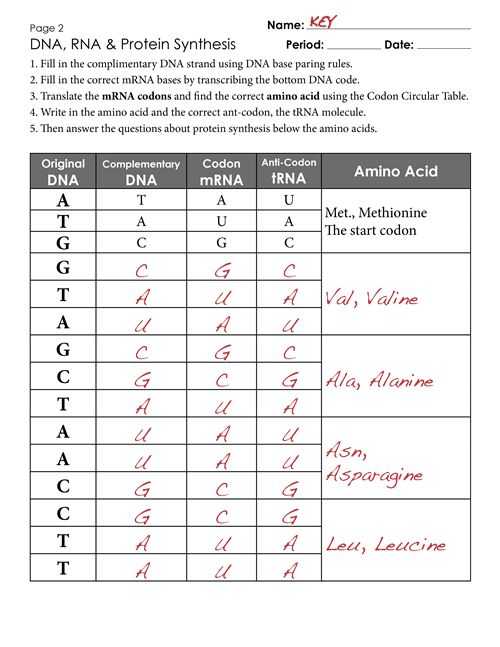 Protein Synthesis Worksheet or 504 Best Work Genetics Images On Pinterest