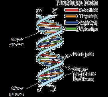 Race for the Double Helix Worksheet Answers as Well as Discovery Of the Structure Of Dna Article