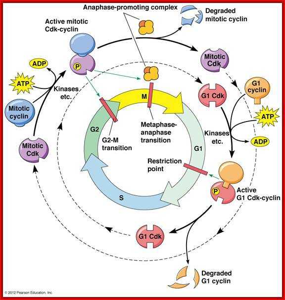 Regulating the Cell Cycle Worksheet Also Cell Cycle Diagram Labeled Elegant Cell Cycle Regulation