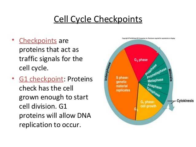 Regulating the Cell Cycle Worksheet as Well as Biology Cell Transport and Cell Cycle 12 06 12 Thursday
