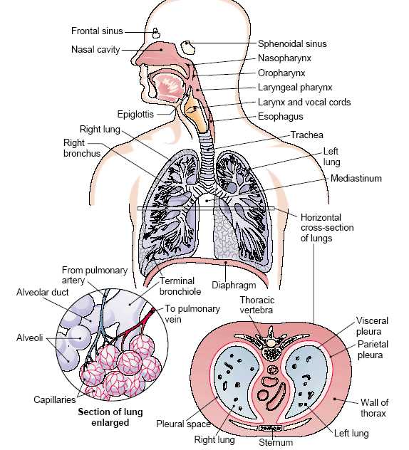 Respiratory System Medical Terminology Worksheet Also atractivo Medical Terminology with Human Anatomy Patr³n Anatom­a