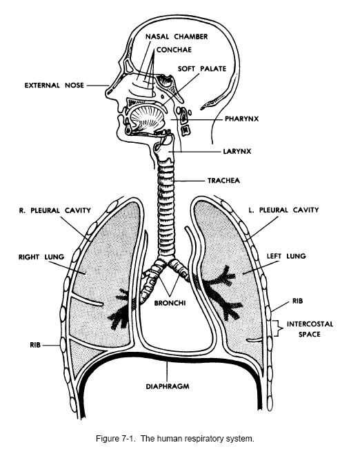 Respiratory System Worksheet Along with 60 Best Respiratory System Nursing Images On Pinterest