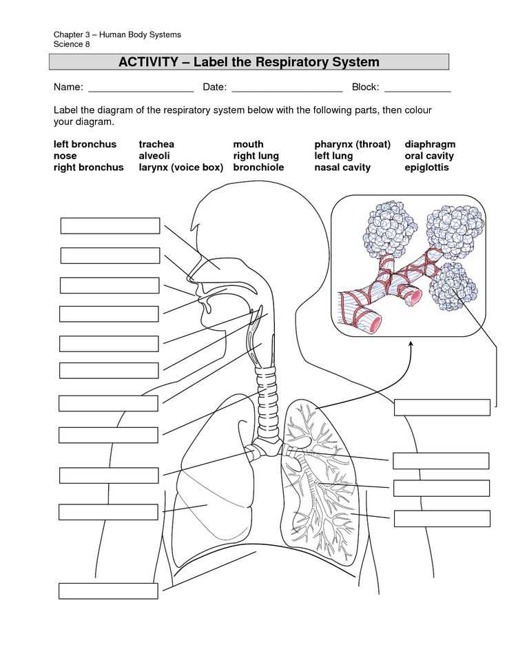Respiratory System Worksheet Along with 618 Best Anatomy and Physiology Images On Pinterest