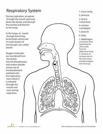 Respiratory System Worksheet Also 88 Best A&p Respiratory System Images On Pinterest