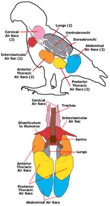 Respiratory System Worksheet or Air Sacs Of A Bird How the Respiratory System Of Birds Works