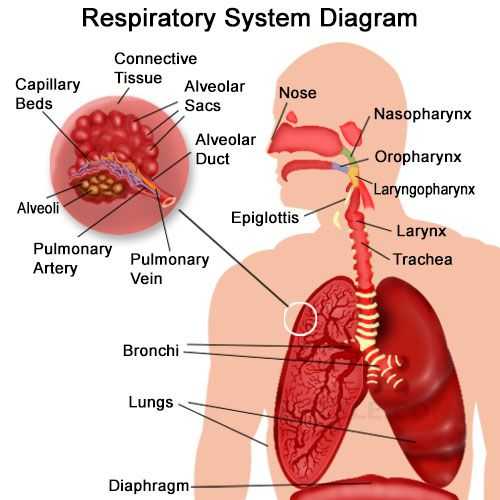 Respiratory System Worksheet or organs Of the Respiratory System and their Functioning