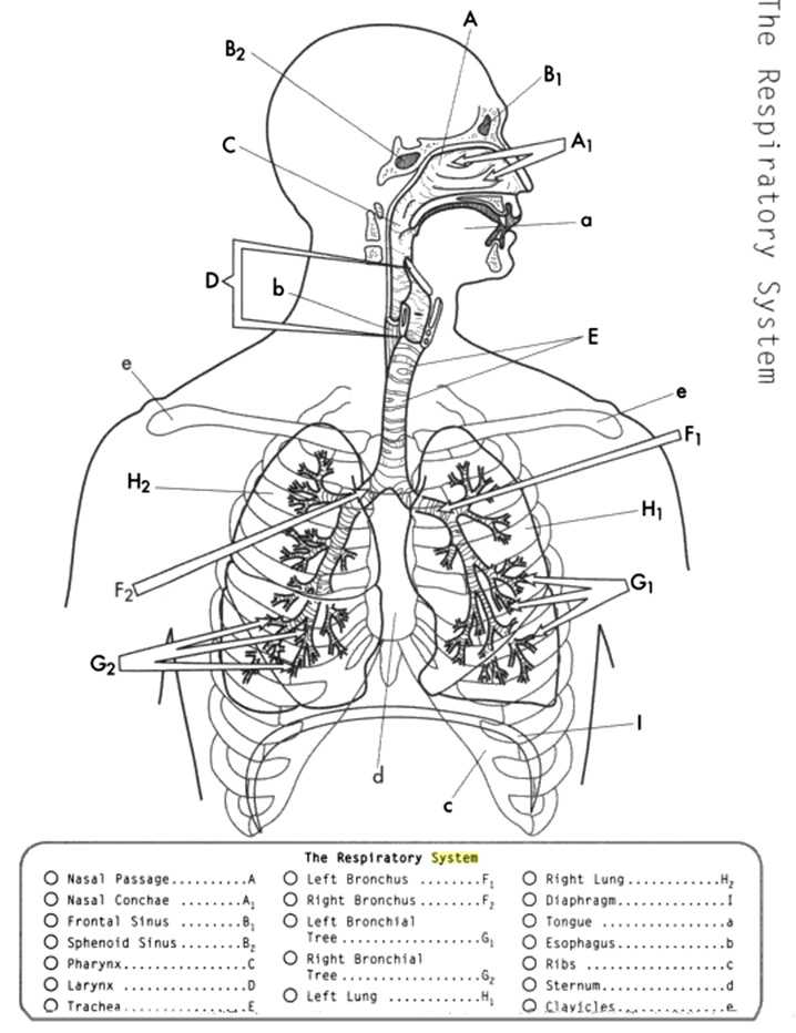 Respiratory System Worksheet together with 361 Best Teaching Images On Pinterest
