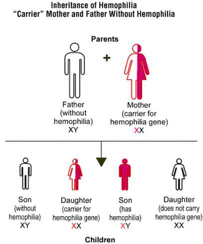 Sex Linked Inheritance Worksheet Along with Linked Traits Notes Biology