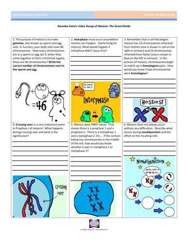 Sickle Cell Anemia Worksheet or Meiosis the Great Divide by Amoebasisters Teaching Resources Tes