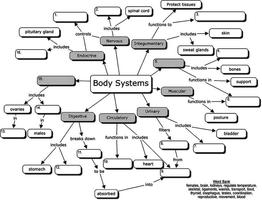 Skills Worksheet Concept Mapping Answers and Body Systems Concept Map for Students to Fill In the Blanks