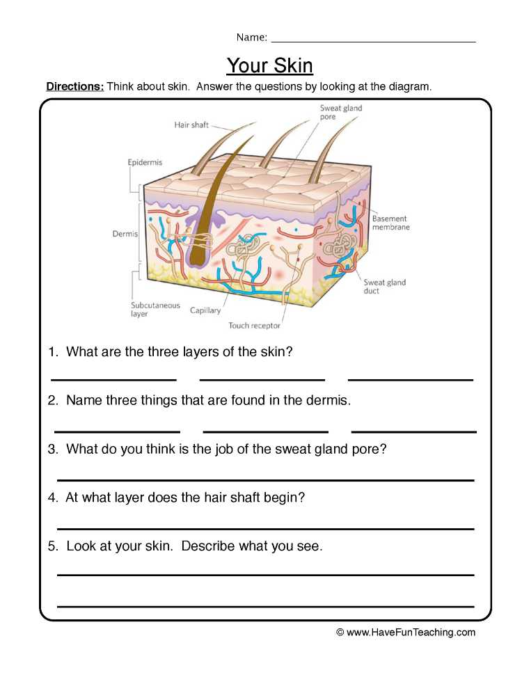 Skin and Temperature Control Worksheet Answers and Gemütlich Anatomy and Physiology Skin Worksheet Galerie