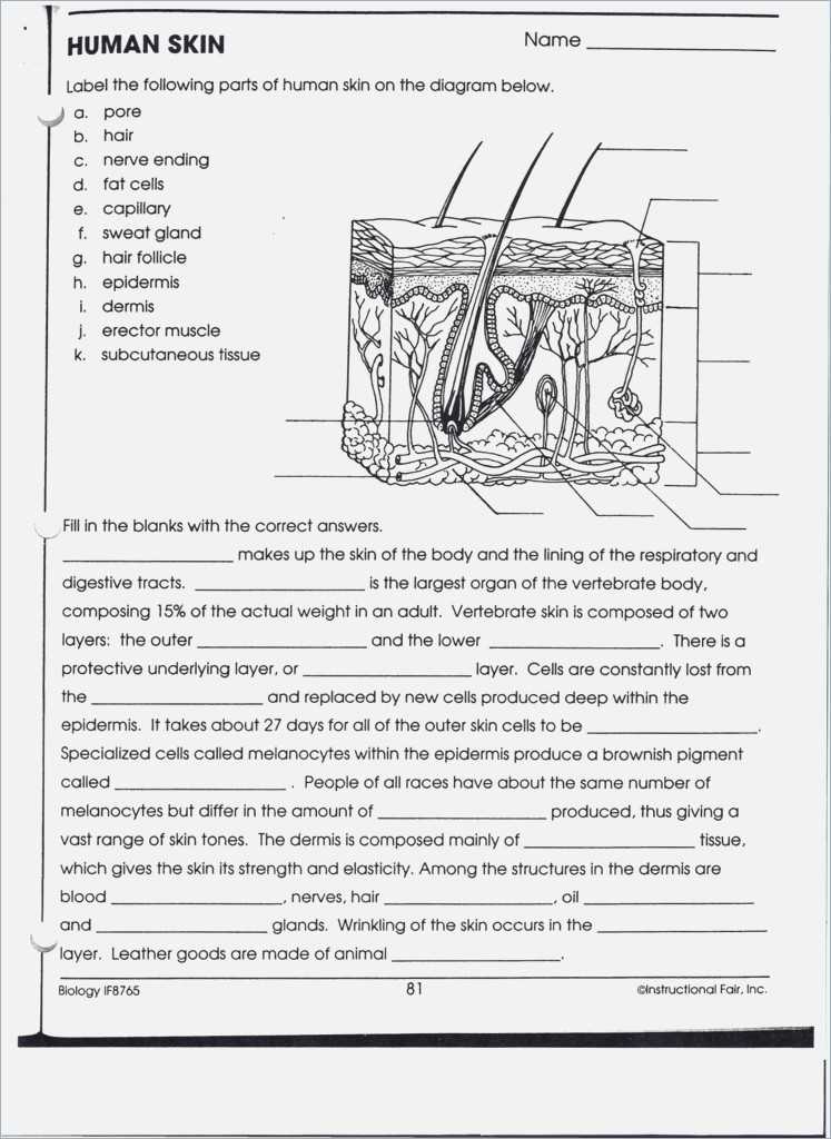 Skin and Temperature Control Worksheet Answers with Gemütlich Anatomy and Physiology Skin Worksheet Galerie