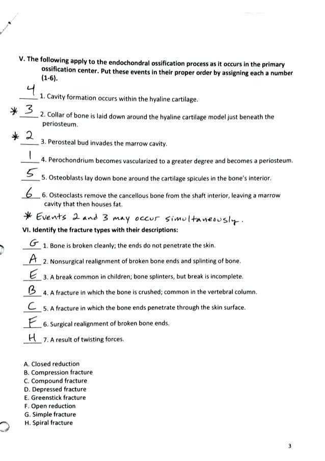 Skin and Temperature Control Worksheet Answers with Großartig Anatomy and Physiology 1 Worksheet for Tissue Types