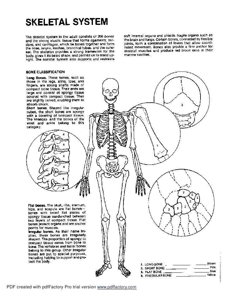Skin Diagram Coloring and Labeling Worksheet Also Anatomy and Physiology Worksheets College Anatomy and Physiology