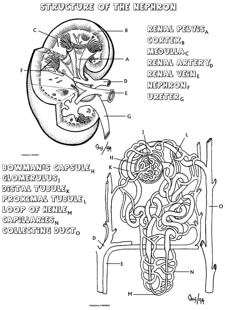Skin Diagram Coloring and Labeling Worksheet Also Kidney Coloring that Explains How the Nephron Works