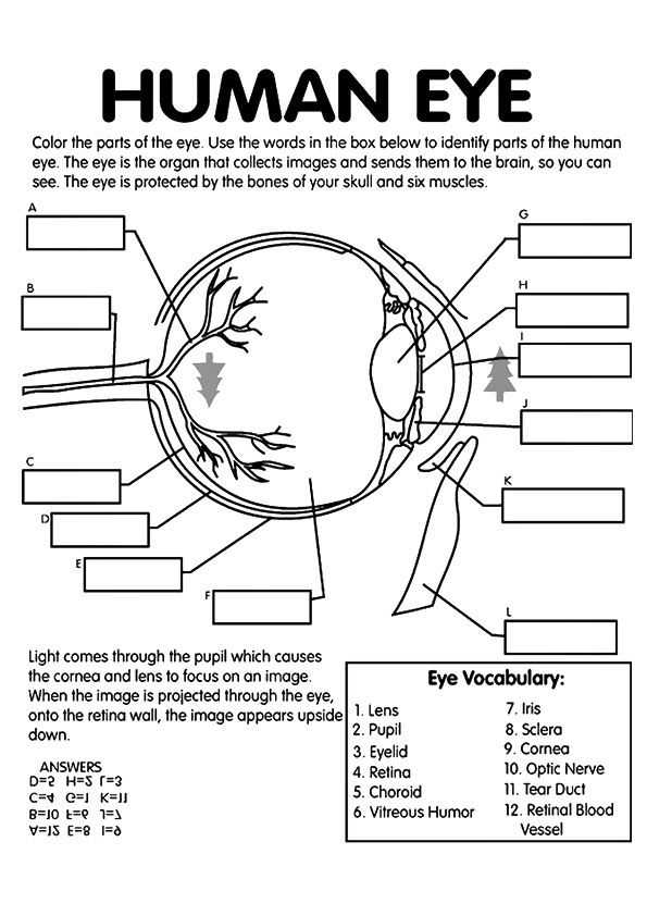 Skin Diagram Coloring and Labeling Worksheet as Well as 9 Best Coloring Images On Pinterest