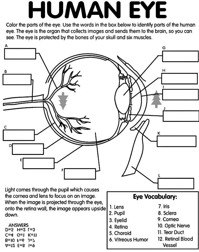 Skin Diagram Coloring and Labeling Worksheet or Human Eye Coloring Page with Labeling From Crayola