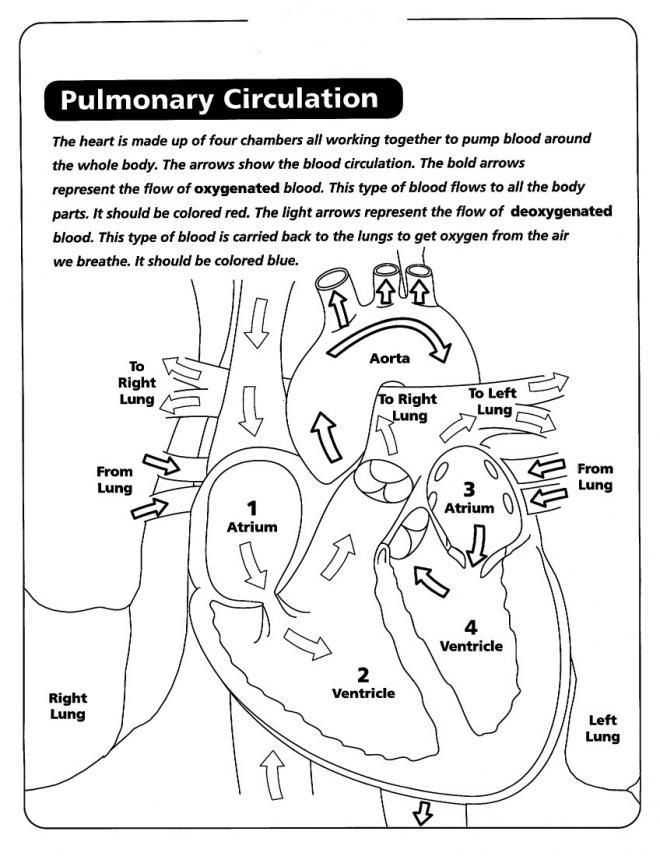 Skin Diagram Coloring and Labeling Worksheet together with Anatomy Human Skeleton Coloring Human Heart Coloring Pulmonary