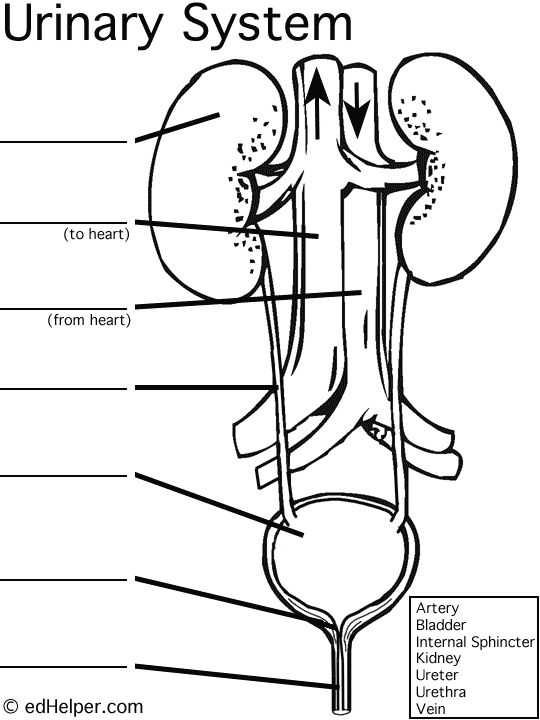 Skin Diagram Coloring and Labeling Worksheet with 10 Best Science Human Anatomy Urinary System Images On Pinterest