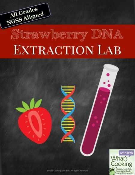 Strawberry Dna Extraction Lab Worksheet or Extract Dna From Strawberries Kitchen Science