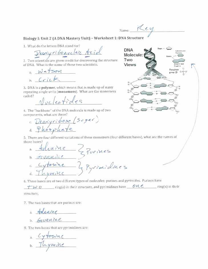 Structure Of Dna and Replication Worksheet Answers Also 40 Luxury Dna Replication Worksheet Answer Key