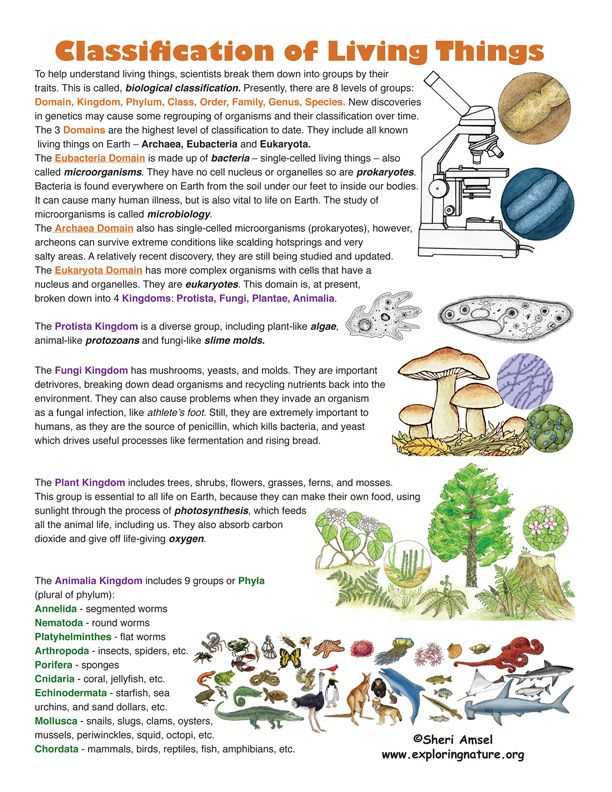 Taxonomy Worksheet Biology Answers Along with Classification Of Living Things Find This On Exploringnature
