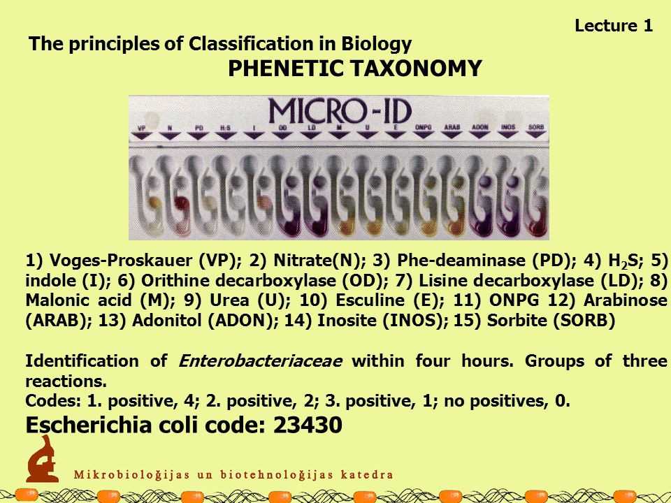 Taxonomy Worksheet Biology Answers together with Taxonomy Worksheet Biology Answers Inspirational Basic Cell Biology