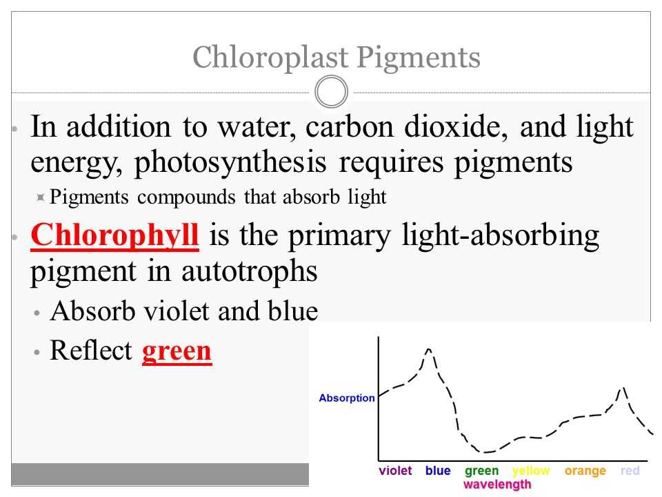 The Absorption Of Chlorophyll Worksheet Answers Along with Synthesis Making Energy Worksheet Answers Ace Energy
