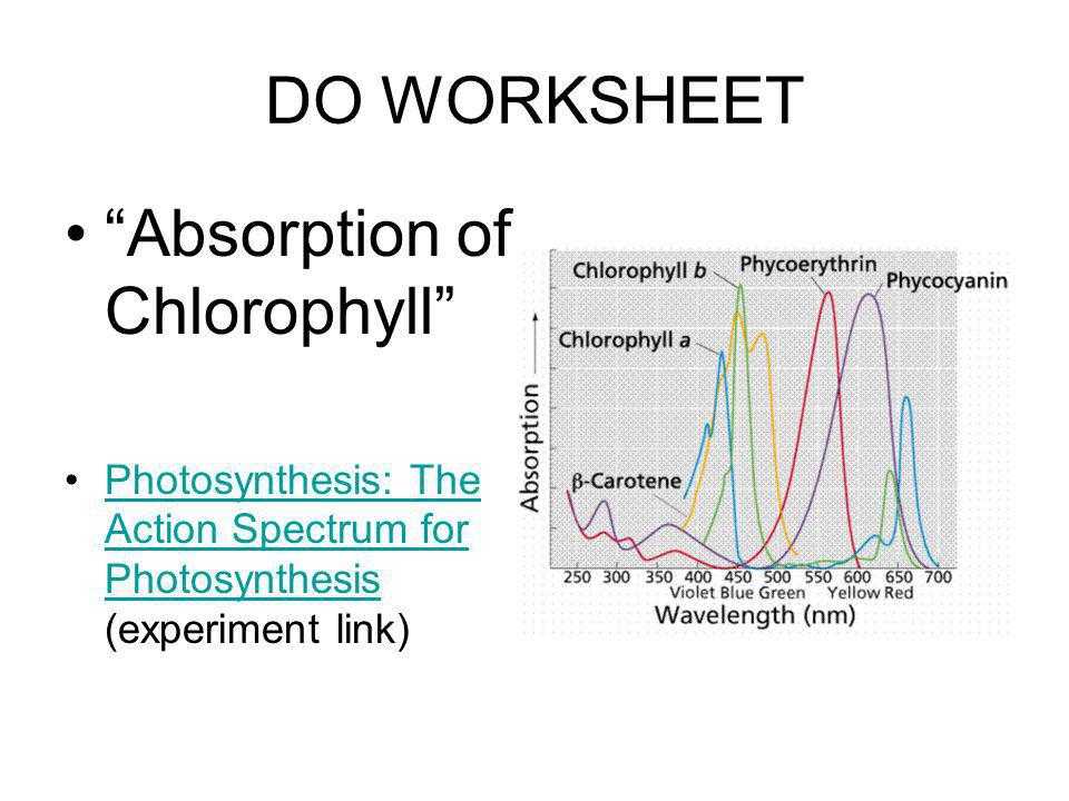 The Absorption Of Chlorophyll Worksheet Answers Also Using Light to Make Food Ppt