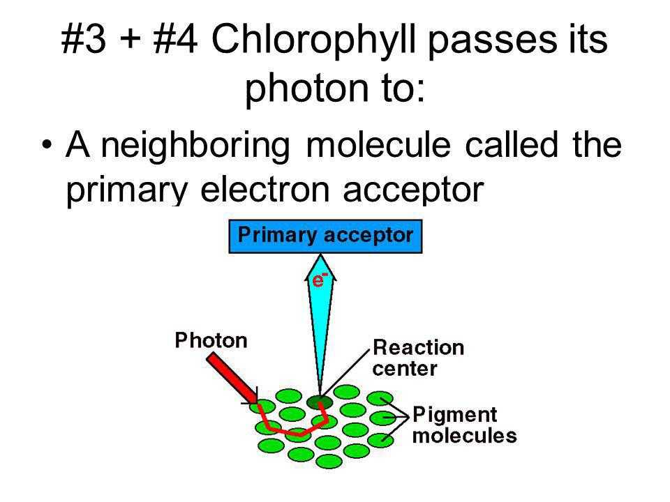 The Absorption Of Chlorophyll Worksheet Answers or Using Light to Make Food Ppt