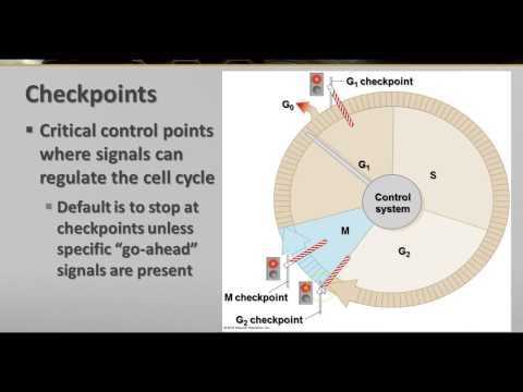 The Cell Cycle and Cancer Worksheet or 12 Best Cancer Biology Cell Cycle Images On Pinterest