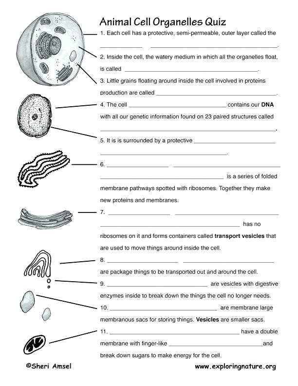 The Cell Cycle Coloring Worksheet Along with 20 Fresh the Cell Cycle Coloring Worksheet Answers