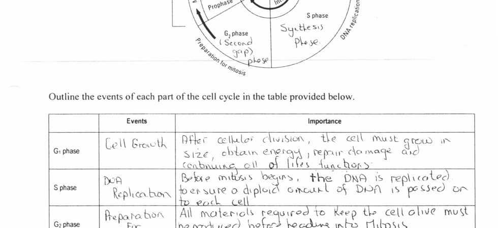 The Cell Cycle Coloring Worksheet Also 20 Fresh the Cell Cycle Coloring Worksheet Answers