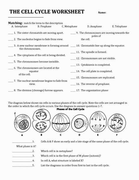 The Cell Cycle Coloring Worksheet Questions Answers and Proofreading Of Dna Polymerase [hd Animation] Playlist