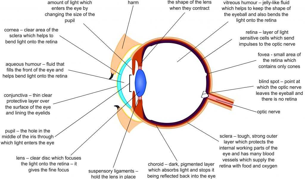 The Eye and Vision Anatomy Worksheet Answers Along with Groß Retina Eye Anatomy Ideen Menschliche Anatomie Bilder