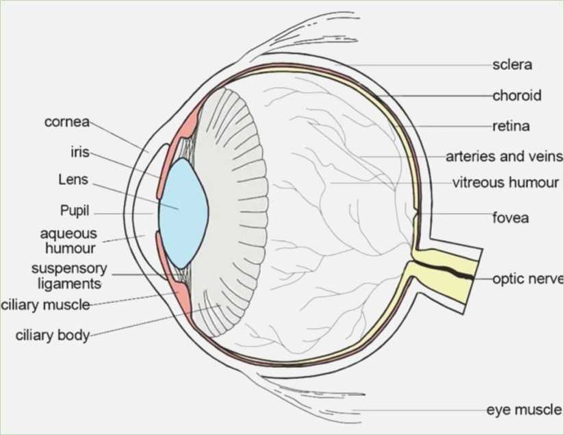 The Eye and Vision Anatomy Worksheet Answers Also Fein Anatomy the Human Eye Quiz Bilder Menschliche Anatomie