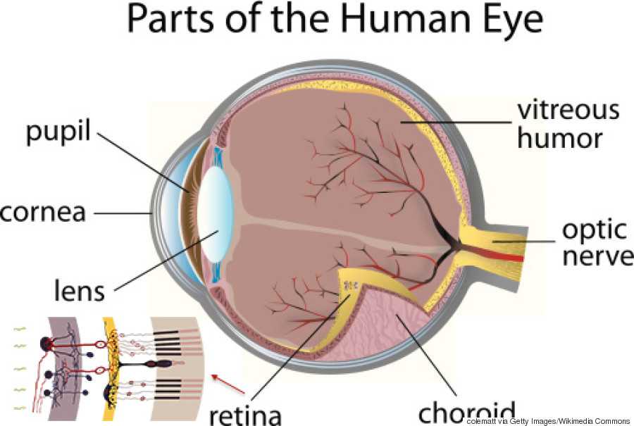The Eye and Vision Anatomy Worksheet Answers or Groß Retina Eye Anatomy Ideen Menschliche Anatomie Bilder