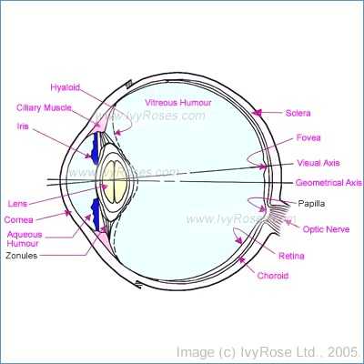 The Eye and Vision Anatomy Worksheet Answers or Human Eye Anatomy and Physiology