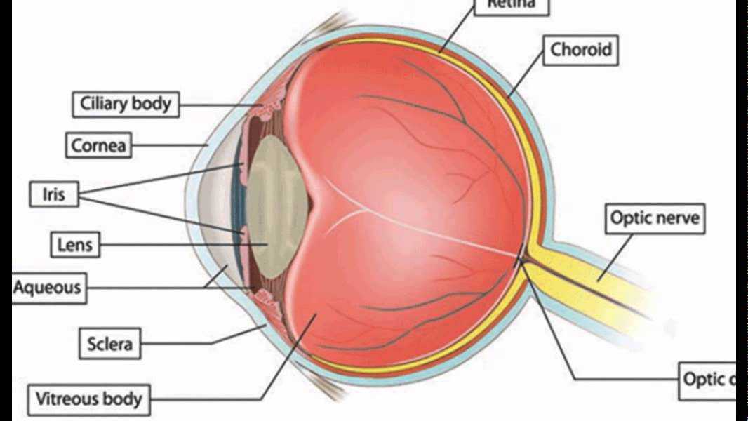 The Eye and Vision Anatomy Worksheet Answers together with Ausgezeichnet Anatomy and Physiology Human Eye Bilder