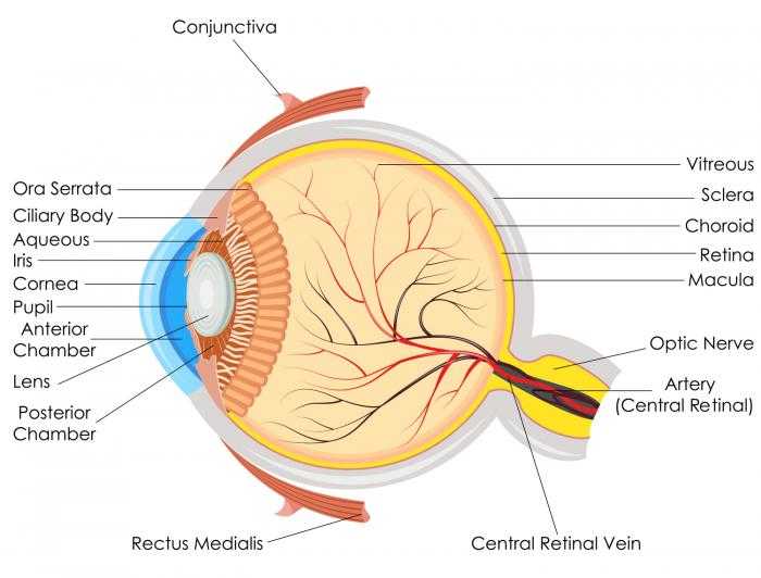 The Eye and Vision Anatomy Worksheet Answers together with Detached Retina Symptoms Causes Surgery and Treatment
