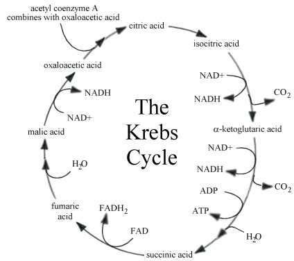 The Krebs Cycle Student Worksheet Also 42 Best Citric Acid Cycle Images On Pinterest