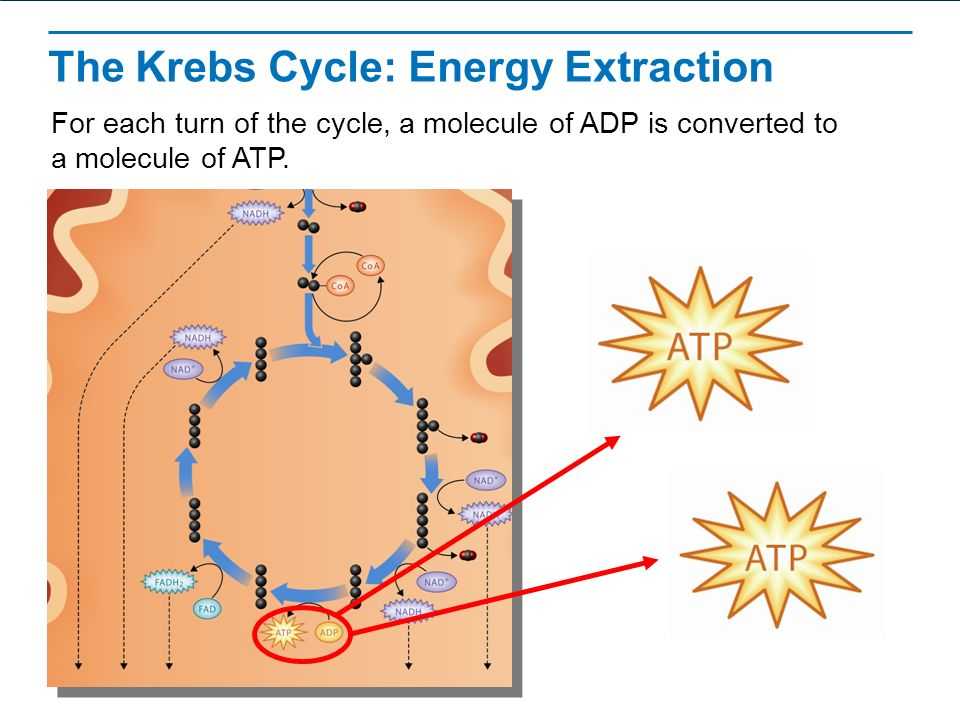 The Krebs Cycle Student Worksheet Also Wel E to Class and Plete the Following ï§ Warm Up Staar