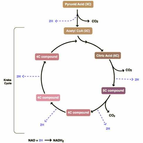 The Krebs Cycle Student Worksheet and 25 Best the Krebs Cycle Images On Pinterest