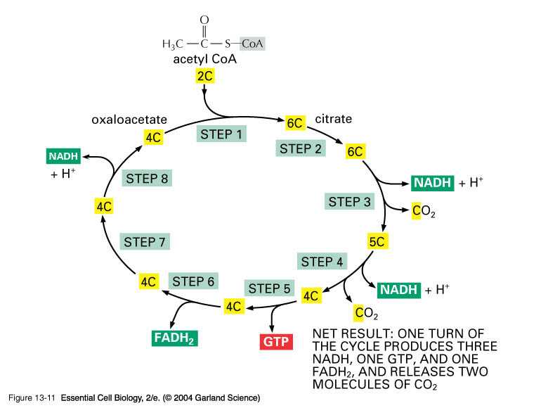 The Krebs Cycle Student Worksheet and Wilsonsbi4u 01 2014 Unit 2 Metabolic Processes