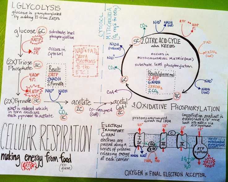 The Krebs Cycle Student Worksheet as Well as 36 Best Cellular Respiration Teaching Materials Images On Pinterest