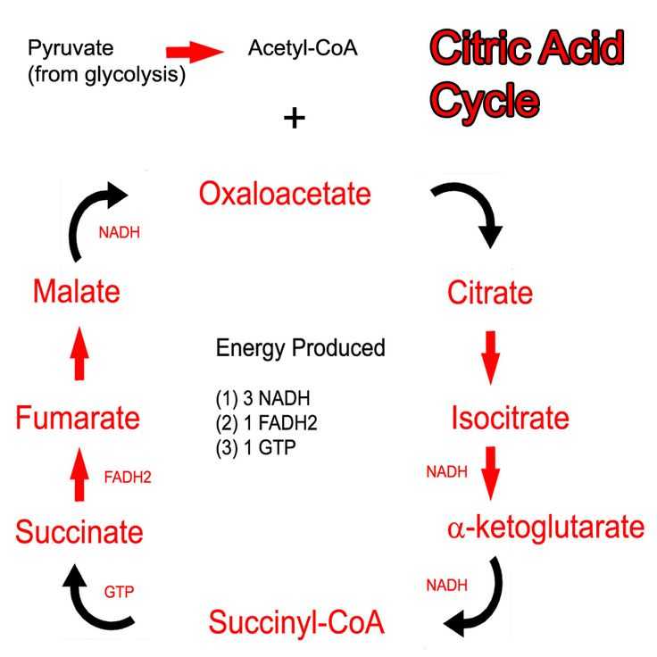 The Krebs Cycle Student Worksheet as Well as 42 Best Citric Acid Cycle Images On Pinterest