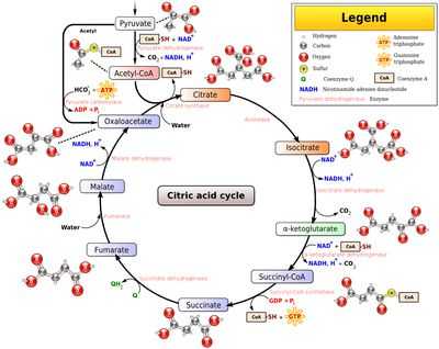 The Krebs Cycle Student Worksheet with Cellular Respiration Glycolysis Citric Acid Cycle