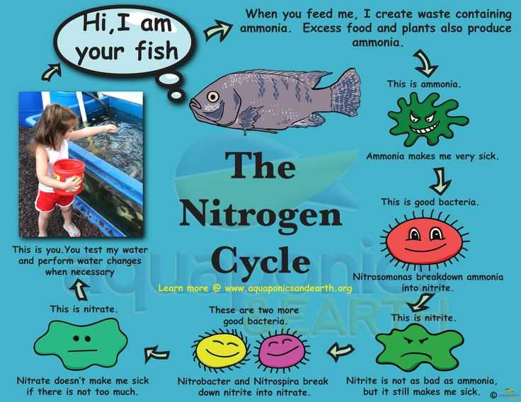 The Nitrogen Cycle Student Worksheet Answers Along with 30 Best the Nitrogen Cycle Images On Pinterest