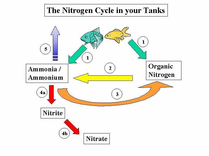 The Nitrogen Cycle Student Worksheet Answers Along with the Carbon Cycle Worksheet Answers Worksheet Math for Kids