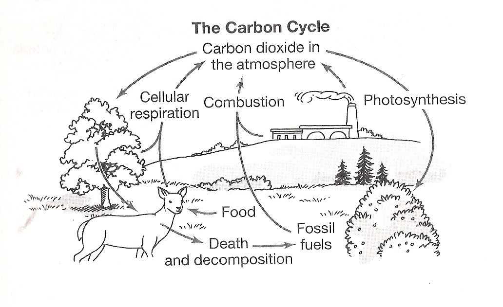 The Nitrogen Cycle Student Worksheet Answers Also Nitrogen Cycle Worksheet Answers New Carbon Cycle the Free